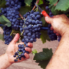 Racconto della Vendemmia: dall’Uva al Vino