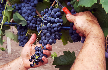 Racconto della Vendemmia: dall’Uva al Vino