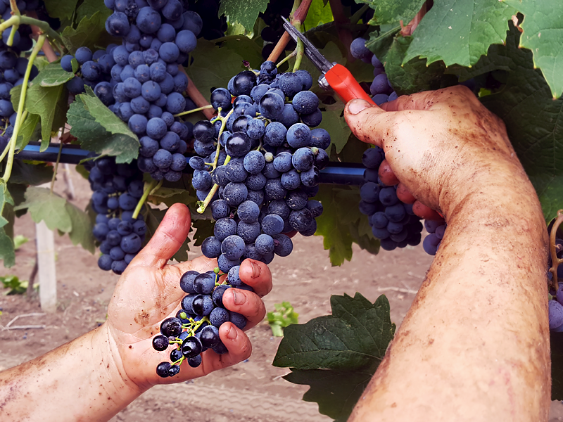 Racconto della Vendemmia: dall’Uva al Vino